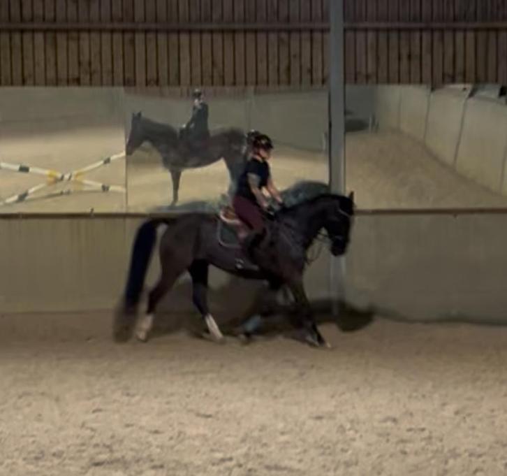 Knappe ruin., Animaux & Accessoires, Chevaux, Jument, Ne s'applique pas, 165 à 170 cm, 11 ans ou plus, Cheval de saut, Avec pedigree