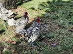 twee haantjes seebright, Mannelijk, Kip