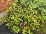 Rhododendron, Tuin en Terras, Planten | Struiken en Hagen, Ophalen, Rhododendron