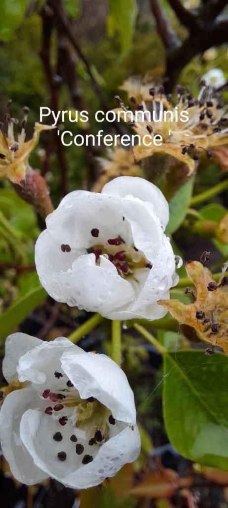 Appelbomen, perenbomen mutatie Jonagold en Conference malus, Jardin & Terrasse, Plantes | Arbustes & Haies, Enlèvement