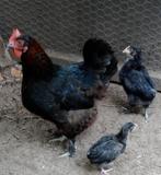 Marans kippen, Meerdere dieren, Kip