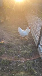 Jonge haan, Dieren en Toebehoren, Pluimvee, Mannelijk, Kip