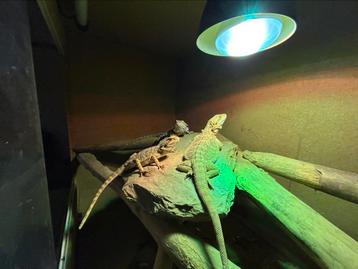 Pogona avec grand terrarium  disponible aux enchères