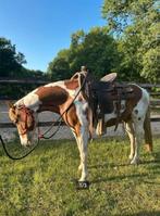 Merrie pinta lousa, Merrie, Minder dan 160 cm, Zadelmak, Westernpaard