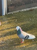Heel mooi duiven te koop ( engels tippler's), Geslacht onbekend, Overige soorten