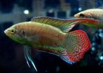 Rondstaartparadijsvis voor vijver (10st) opnieuw beschikbaar, Animaux & Accessoires, Poissons | Poissons d'étang, Autres espèces