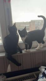 Moeder een zoon, Meerdere dieren, Ontwormd, 0 tot 2 jaar