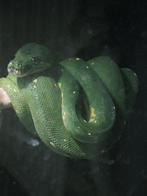 Morelia viridis groene (boompython), Dieren en Toebehoren, Slang, Met terrarium
