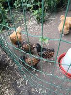 Orpington hanen gratis