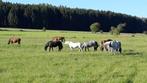 pension pour chevaux, Weidegang, 4 paarden of pony's of meer