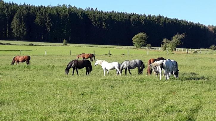 pension pour chevaux, Dieren en Toebehoren, Stalling en Weidegang, Stalling, Weidegang, 4 paarden of pony's of meer