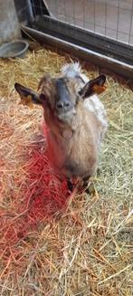 Mieke met 3-lingetje, Animaux & Accessoires, Plusieurs animaux, Chèvre, 0 à 2 ans