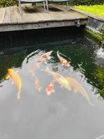 Koi, Karper of Koi