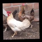 2 leghorn hennen, Dieren en Toebehoren, Pluimvee, Vrouwelijk, Kip