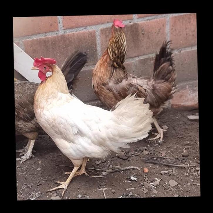 2 leghorn hennen, Dieren en Toebehoren, Pluimvee, Kip, Vrouwelijk