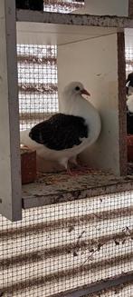 sierduiven, Plusieurs animaux, Autres espèces