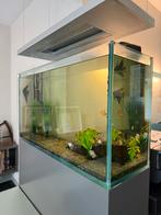 Aquarium inclusief filter, sokkel en vissen, Ophalen, Gebruikt, Overige typen