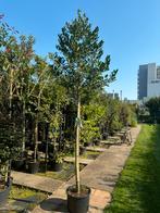 Groenblijvende hoogstam bomen, verschillende soorten, Tuin en Terras, Planten | Struiken en Hagen, Ophalen, Hortensia