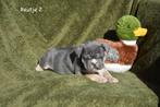 Prachtige Franse Bulldog pupjes, Dieren en Toebehoren, Parvo, België, 8 tot 15 weken, Bulldog