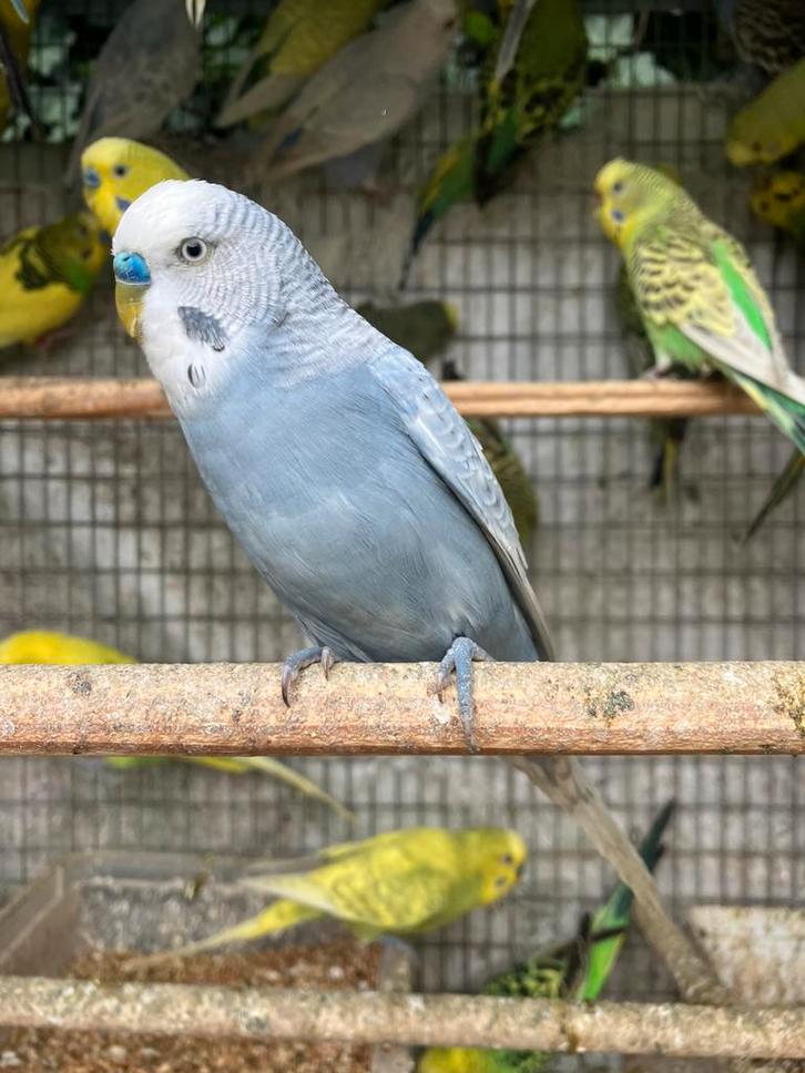 MOOIE KLEUREN GRASPARKIETEN VANAF 15 EURO/KOPPEL, Animaux & Accessoires, Oiseaux | Perruches & Perroquets, Perruche, Plusieurs animaux