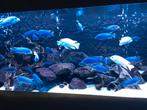 Malawi chicliden, Dieren en Toebehoren, Vissen | Aquariumvissen