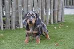 Prachtige kortharige dwergteckel pup (korthaar), België, CDV (hondenziekte), 8 tot 15 weken, Korthaar
