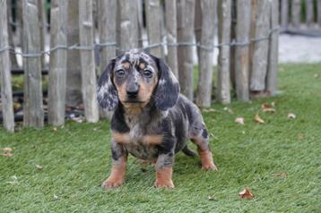 Beau chiot teckel nain à poil court (poil court), Poils courts, Plusieurs, Belgique, Plusieurs animaux