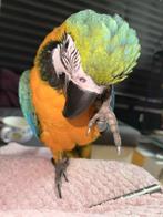 Ara, Dieren en Toebehoren, Vogels | Parkieten en Papegaaien, Geslacht onbekend, Papegaai