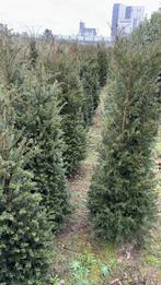 Taxus bacatta 150-175 €45 175-200 cm €65, Tuin en Terras, Planten | Struiken en Hagen, Ophalen, Hortensia
