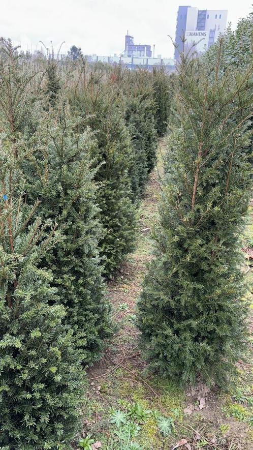Taxus bacatta 150-175 €45 175-200 cm €65, Tuin en Terras, Planten | Struiken en Hagen, Hortensia, Ophalen
