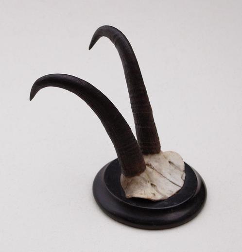 Antieke GEMS hoorns / gewei op rond schild - rond 1920 (# D), Verzamelen, Dierenverzamelingen, Gebruikt, Gewei of Kop, Wild dier