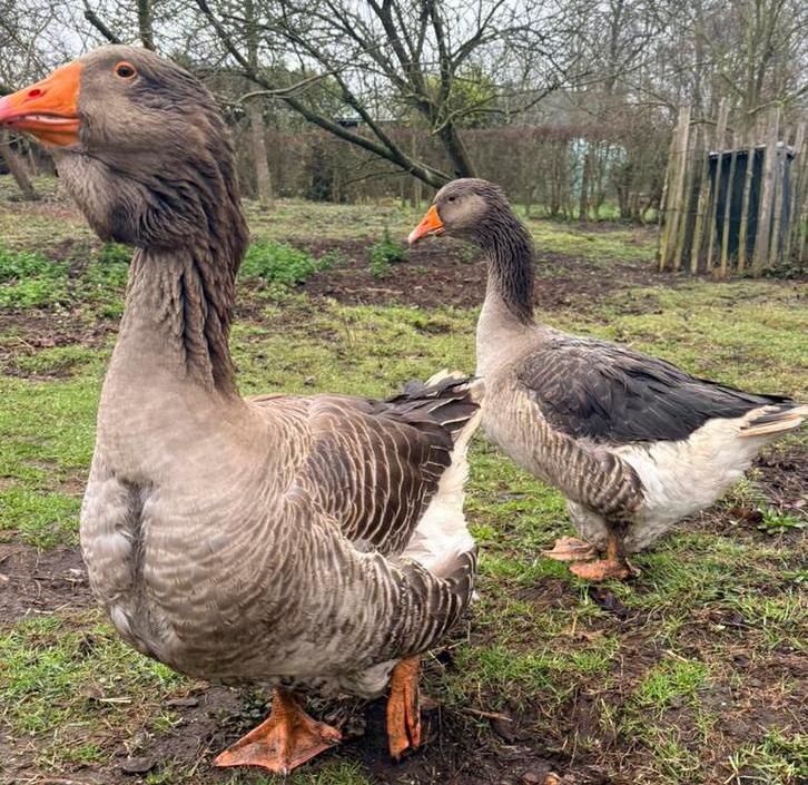 Koppel Toulouseganzen, Dieren en Toebehoren, Pluimvee, Gans of Zwaan, Meerdere dieren