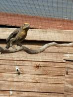 Mexicaanse roodmus man., Dieren en Toebehoren, Vogels | Overige Vogels