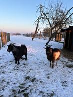 Geiten, Dieren en Toebehoren, Schapen, Geiten en Varkens, Mannelijk, Geit, 3 tot 5 jaar
