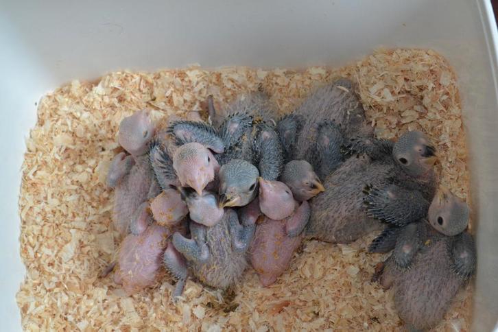 Voor vogels in verschillende maten ....., Animaux & Accessoires, Oiseaux | Oiseaux Autre