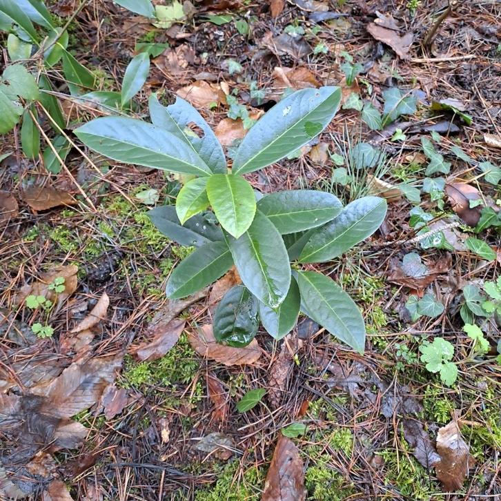 Laurierplantjes, Tuin en Terras, Planten | Struiken en Hagen, Haag, Laurier, Minder dan 100 cm, Ophalen
