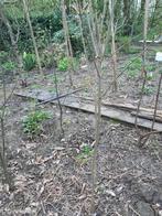 De châtaigne  et noix, Tuin en Terras, Planten | Bomen, Ophalen of Verzenden