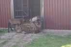 Ram lam - Kruising Soay/Kameroen, Dieren en Toebehoren, Schapen, Geiten en Varkens, Mannelijk, Schaap, 0 tot 2 jaar