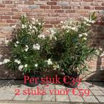 2 Oleanders 100/120 cm aan stuntprijs., Tuin en Terras, Planten | Tuinplanten, Ophalen, Herfst, Bodembedekkers