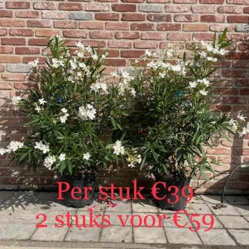 2 Oleanders 100/120 cm aan stuntprijs., Tuin en Terras, Planten | Tuinplanten, Bodembedekkers, Herfst, Ophalen