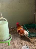 Haan, Dieren en Toebehoren, Pluimvee, Mannelijk, Kip