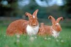 GEZOCHT mecklenburger konijnenras, Dieren en Toebehoren, Konijnen, Meerdere dieren, Groot, 0 tot 2 jaar