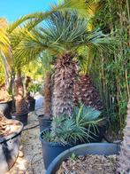 Chamaerops cerifera 2€/cm stam. Mooie dikke stammen!, Ophalen of Verzenden