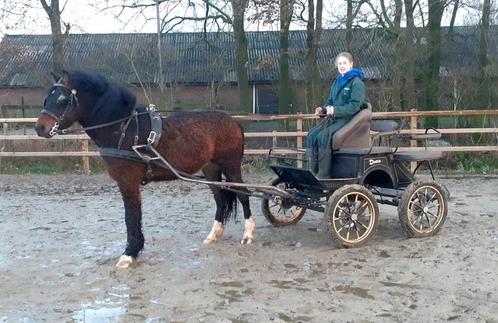 Supermooie curly rij men pony 1.38, Dieren en Toebehoren, Pony's, Ruin, Zadelmak, D pony (1.37m tot 1.48m), Recreatiepony, 3 tot 6 jaar