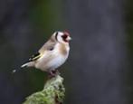 distelvink, Dieren en Toebehoren, Vogels | Overige Vogels, Vrouwelijk, Wildzangvogel, Geringd