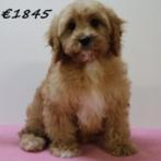 Chiots Cavapoo à vendre - tendresse et malice au rdv !, 15 semaines à 1 an, Parvovirose, Autres races, Plusieurs animaux