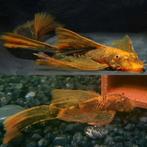 Jonge LDA16 longfin pleco, Vis, Zoetwatervis