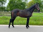 3 jarige eventing/jumping ruin, Springpaard, Gechipt, Ruin, M