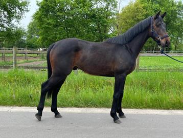 3 jarige eventing/jumping ruin, Dieren en Toebehoren, Paarden, Springpaard, Gechipt, Ruin, M