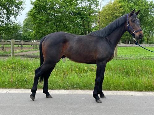 3 jarige eventing/jumping ruin, Dieren en Toebehoren, Paarden, Ruin, M, 160 tot 165 cm, 3 tot 6 jaar, Springpaard, Met stamboom